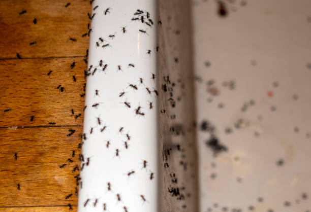 Best Pest Prevention Services  in Little Rock, AR