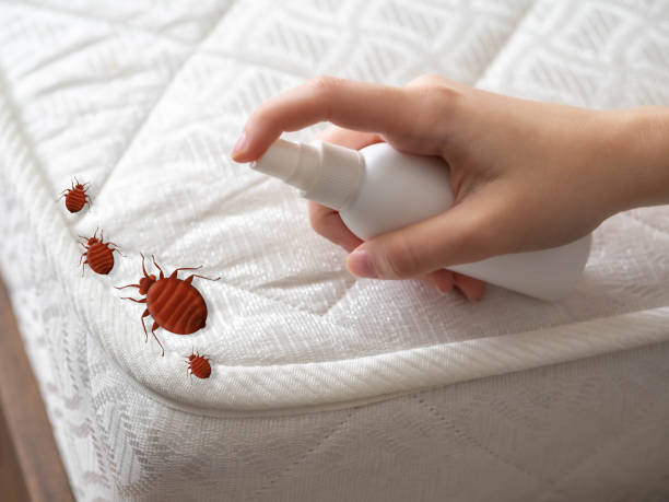 Trusted Little Rock, AR Pest Control Experts