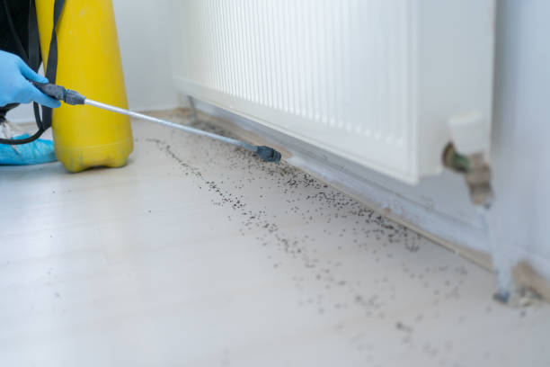 Best Termite Control Services  in Little Rock, AR